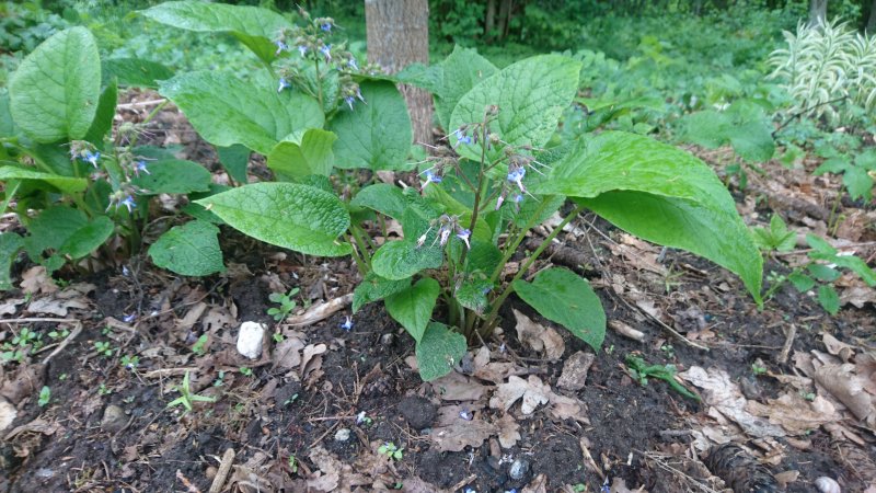 Trachystemon orientalis Трахистемон восточный